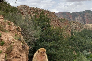 Marrakesh: Ouzoud-watervallen met lokale gids + optionele boottocht