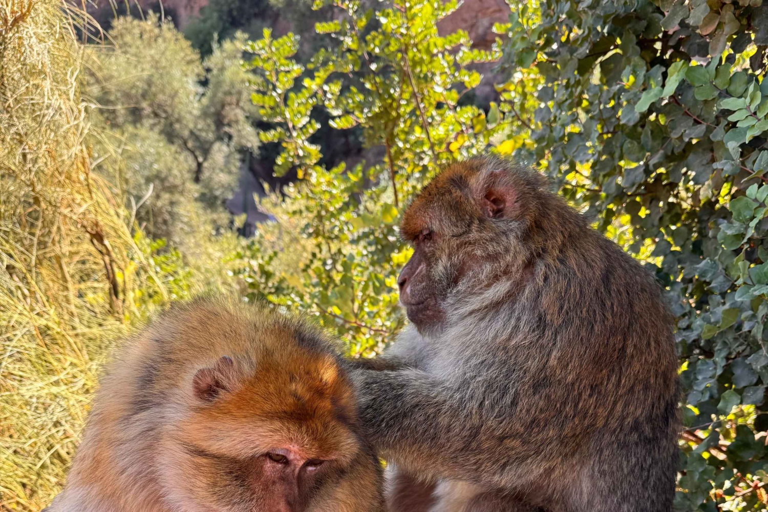 Marrakech : excursion aux cascades d'Ouzoud, randonnée guidée et option bateau
