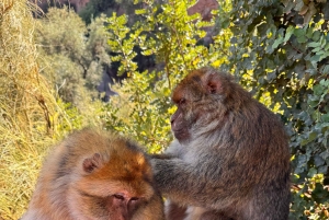 Marrakech : excursion aux cascades d'Ouzoud, randonnée guidée et option bateau