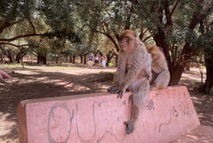 Marrakech : excursion aux cascades d'Ouzoud, randonnée guidée et option bateau
