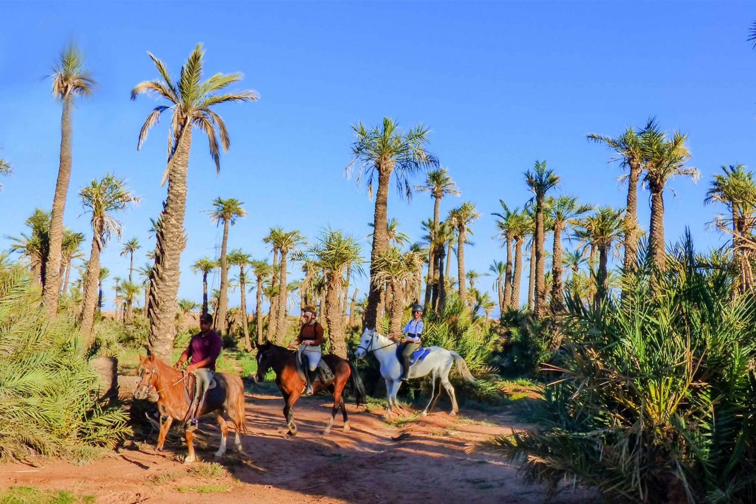Marrakesh: paardrijtocht door palmbos
