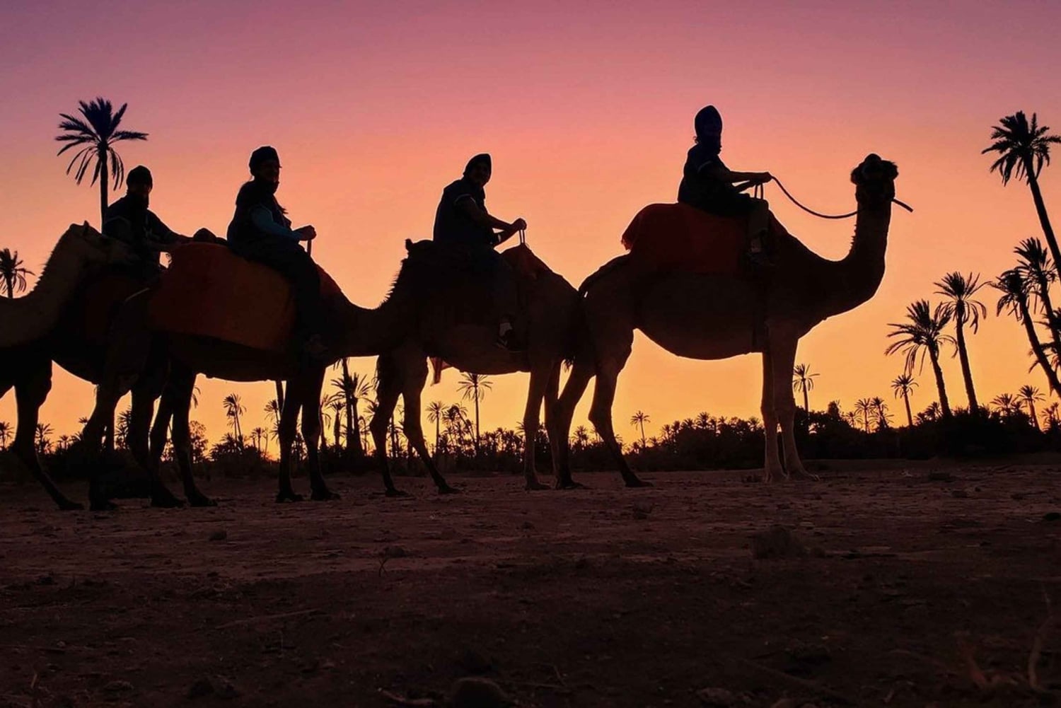Marrakech palm grove: Sunset camel ride