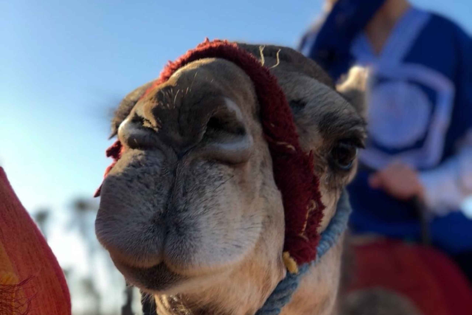 Marrakech palm grove: Sunset camel ride