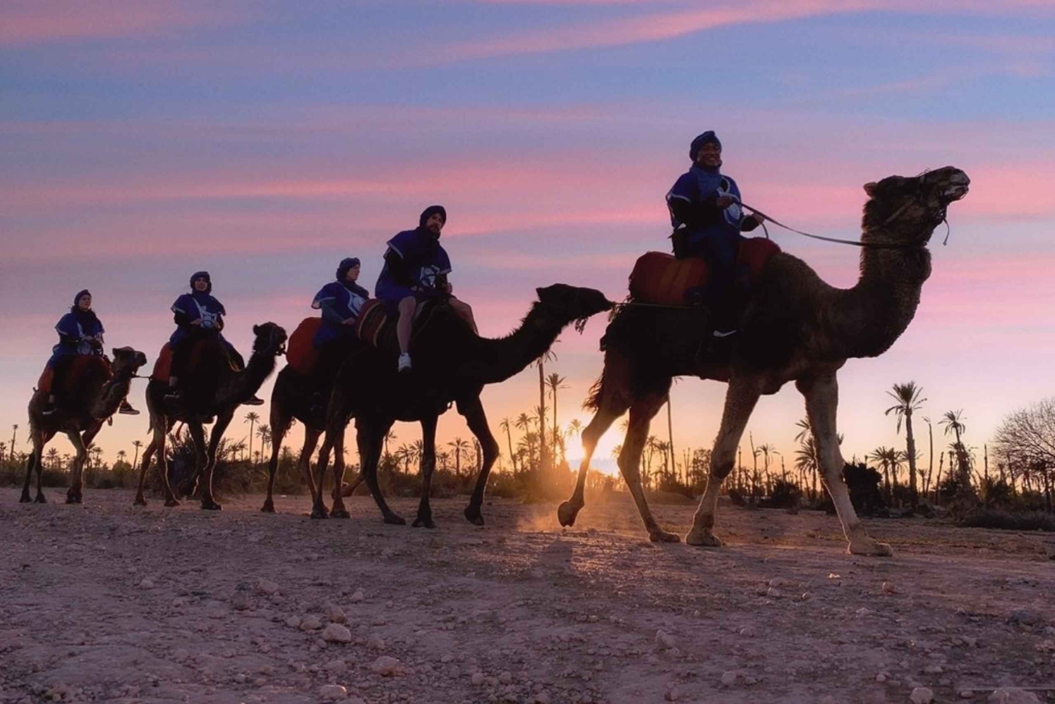 Marrakech palm grove: Sunset camel ride