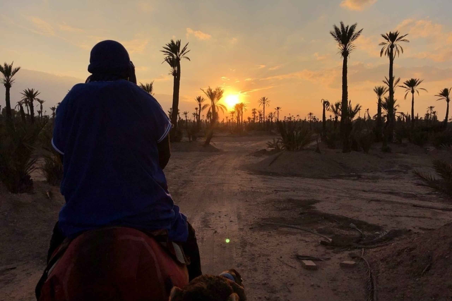 Marrakech palm grove: Sunset camel ride