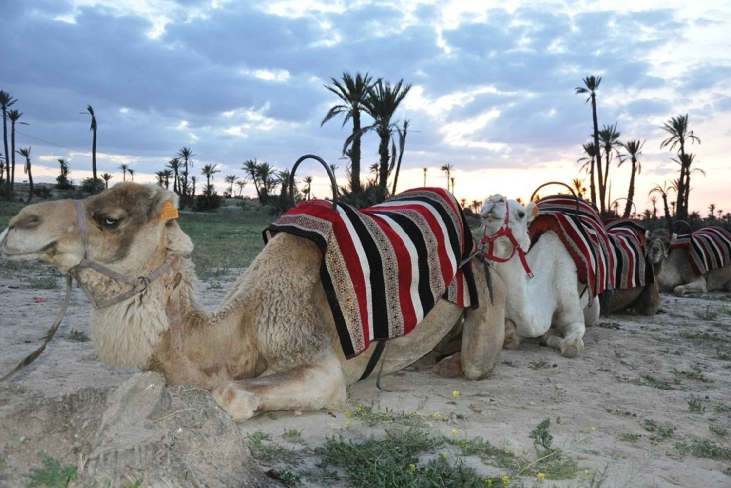 Marrakech palm grove: Sunset camel ride