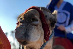 Marrakech palm grove: Sunset camel ride