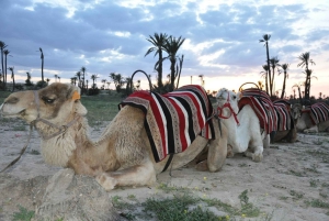 Marrakech palm grove: Sunset camel ride