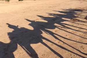 Marrakech palm grove: Sunset camel ride