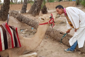 Marrakech palm grove: Sunset camel ride