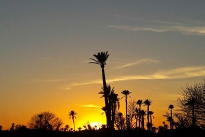 Marrakech palm grove: Sunset camel ride