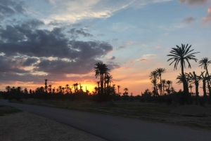 Marrakech palm grove: Sunset camel ride