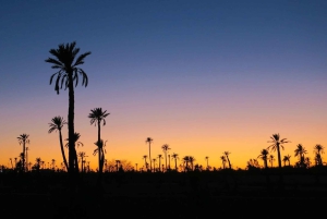 Marrakech palm grove: Sunset camel ride