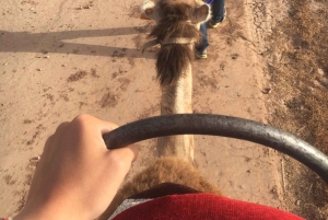Marrakech palm grove: Sunset camel ride