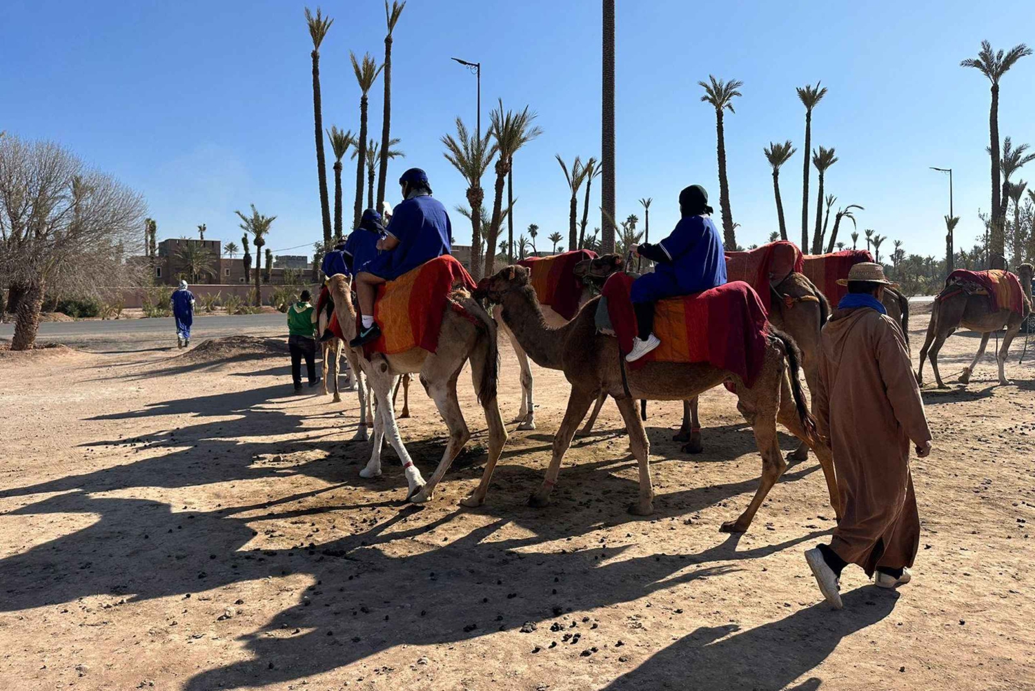 Marrakech Palmeraie Camel Ride Adventure
