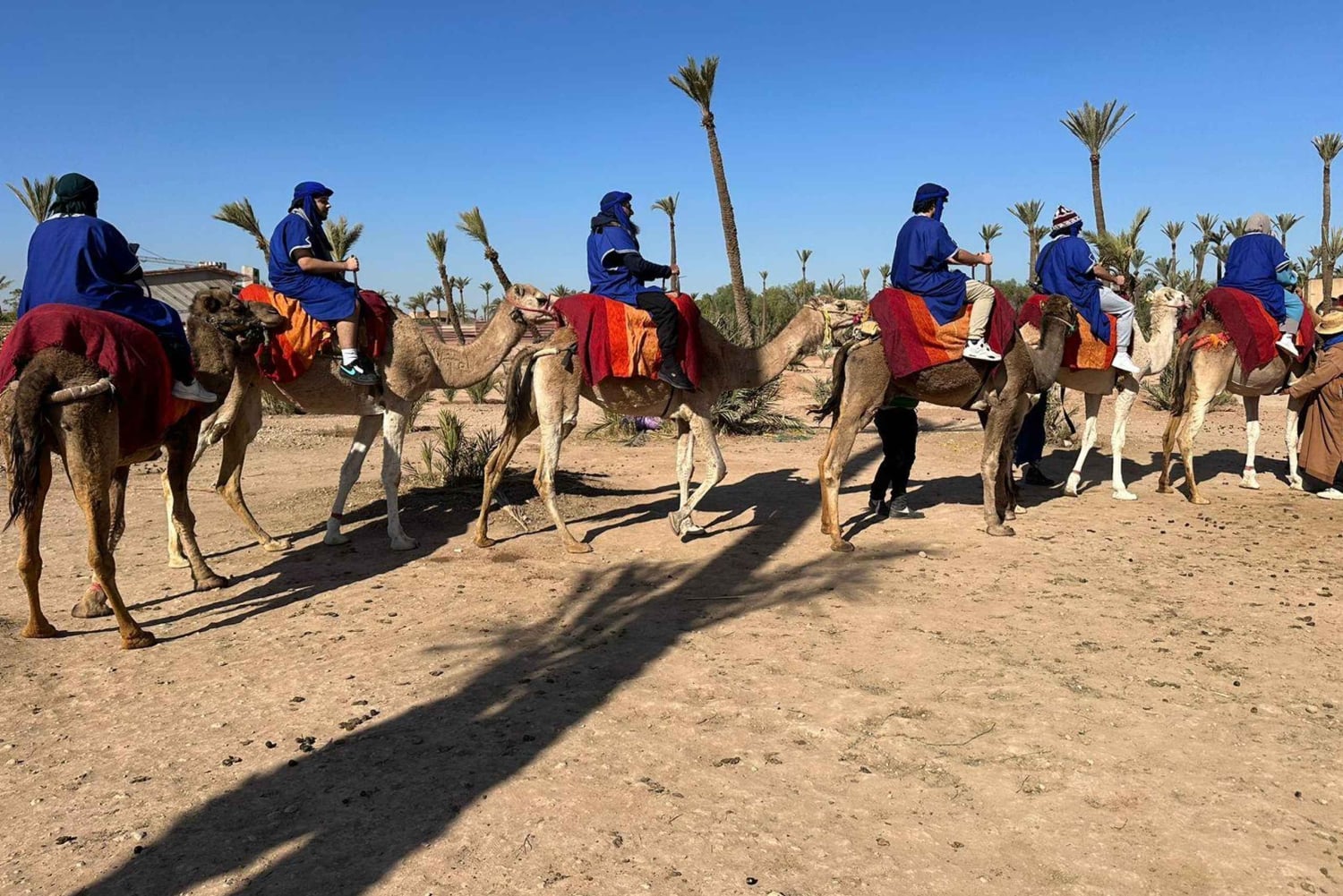 Marrakech Palmeraie Camel Ride Adventure
