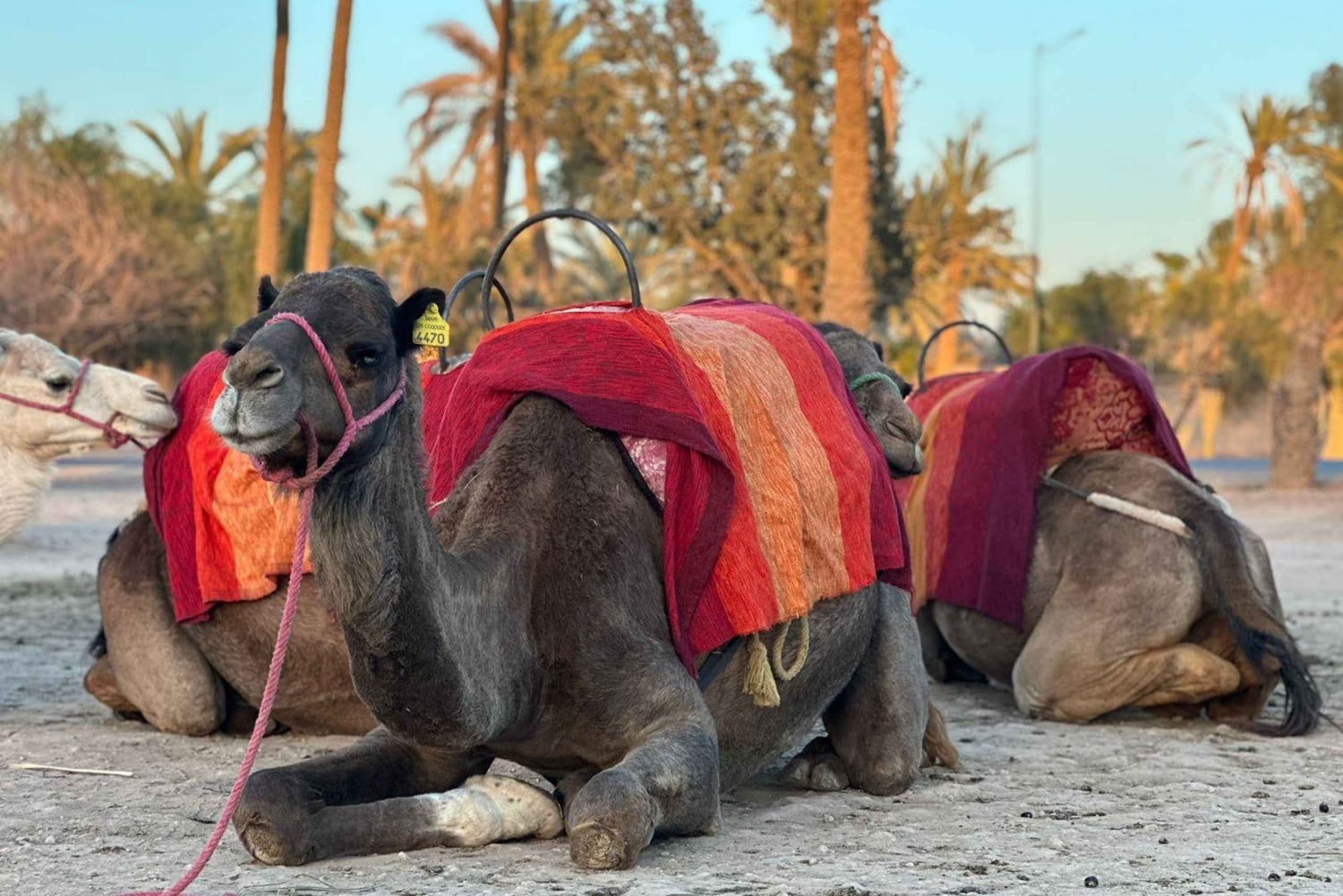 Marrakech Palmeraie Camel Ride Adventure