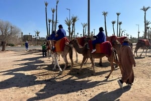 Marrakech Palmeraie Camel Ride Adventure