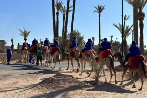 Marrakech Palmeraie Camel Ride Adventure
