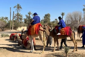 Marrakech Palmeraie Camel Ride Adventure