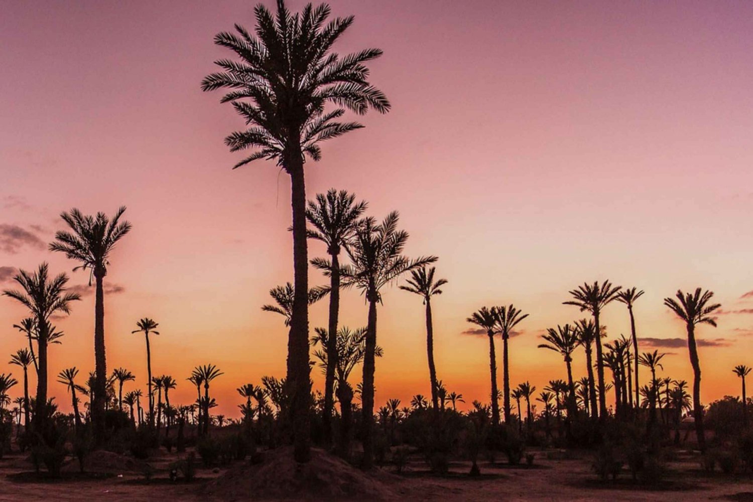 Palmeraie von Marrakesch: Kamelritt bei Sonnenuntergang