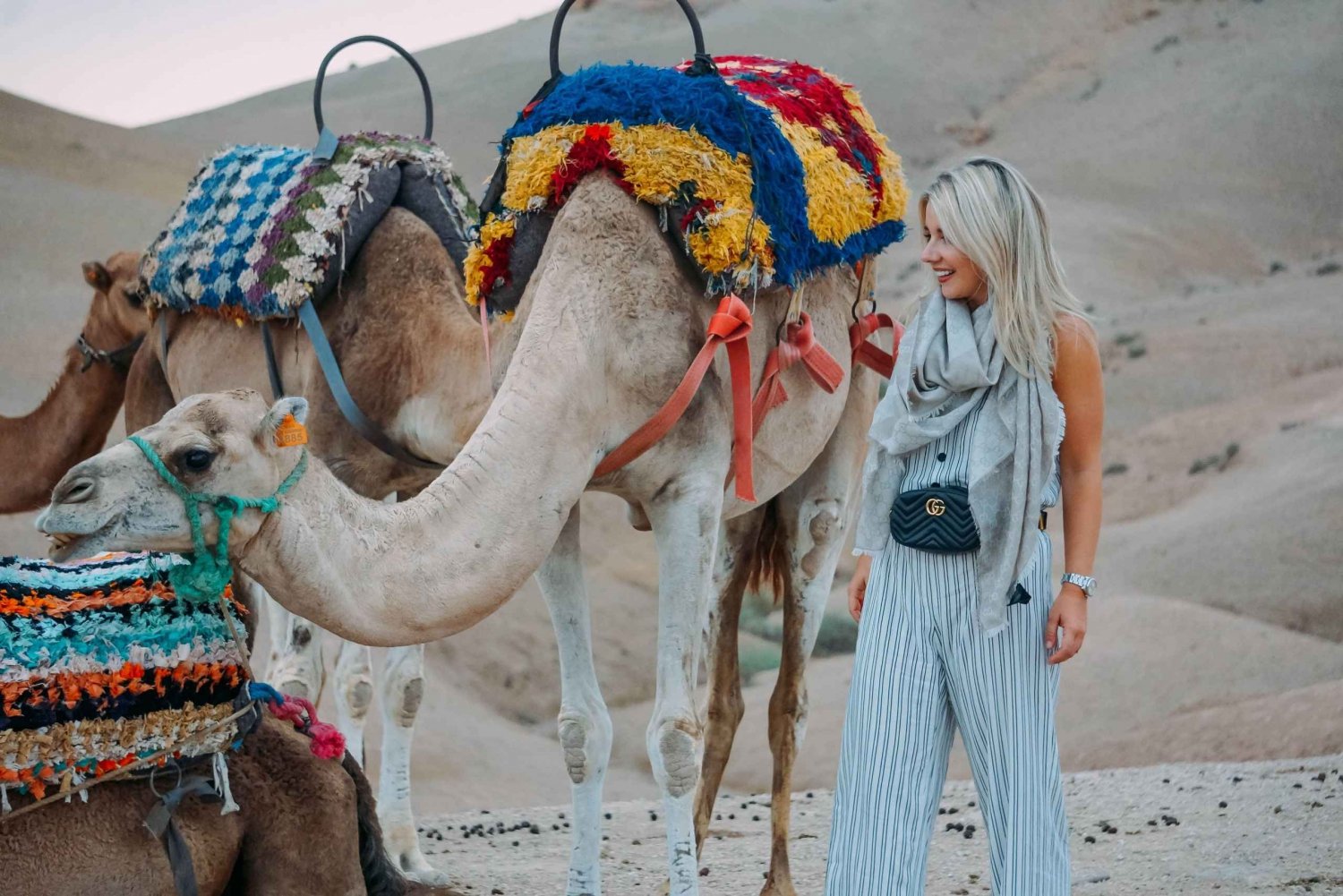 Marrakech Palmeraie : Camel Ride at sunset