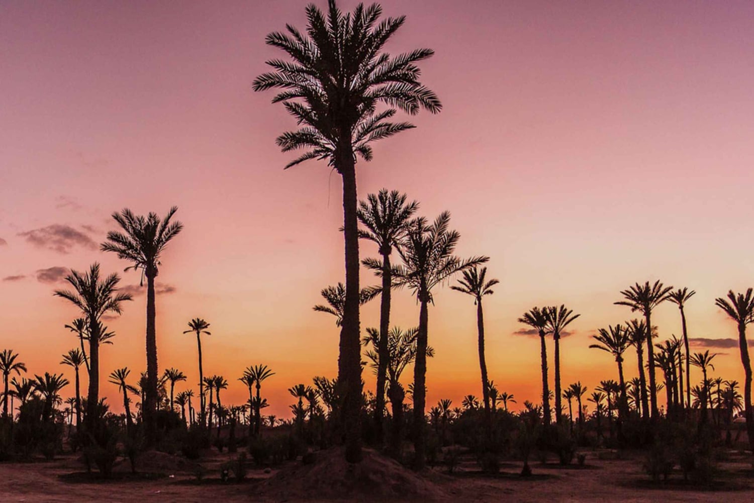 Palmeraie di Marrakech: giro in cammello al tramonto