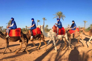 Marrakech Palmeraie: Camel Ride at Sunset