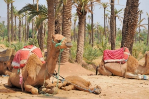 Marrakech Palmeraie: Camel Ride at Sunset