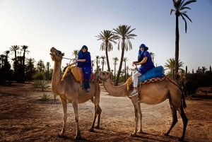 Palmeraie de Marrakech : balade à dos de chameau au crépuscule