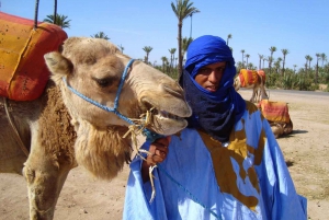 Marrakech Palmeraie: kameliratsastus auringonlaskun aikaan