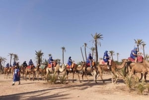 Marrakech Palmeraie: kameliratsastus auringonlaskun aikaan