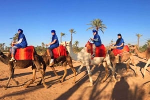 Marrakech Palmeraie: przejażdżka na wielbłądach o zachodzie słońca