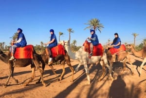 Palmeraie de Marrakech : balade à dos de chameau au crépuscule