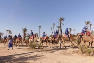 Palmeraie di Marrakech: giro in cammello al tramonto