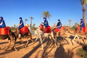 Palmeraie di Marrakech: giro in cammello al tramonto