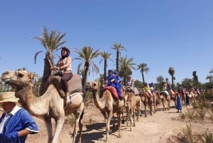 Palmeraie di Marrakech: giro in cammello al tramonto