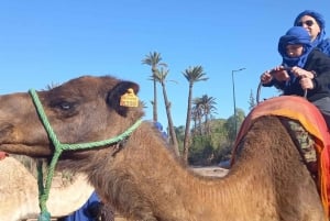 A partir de Marraquexe: Safari de meio dia Passeio de camelo no palmeiral