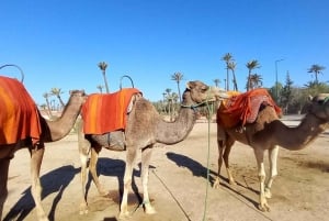 A partir de Marraquexe: Safari de meio dia Passeio de camelo no palmeiral