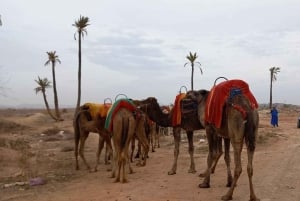 A partir de Marraquexe: Safari de meio dia Passeio de camelo no palmeiral