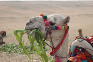 Marrakech: Palmeraie Desert Sunset Camel Ride with Mint Tea