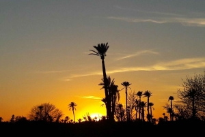 Palmenhain in Marrakesch: Kamelritt bei Sonnenuntergang