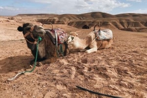 Marrakech: Paragliding, Camel Ride, and Berber Camp Tour