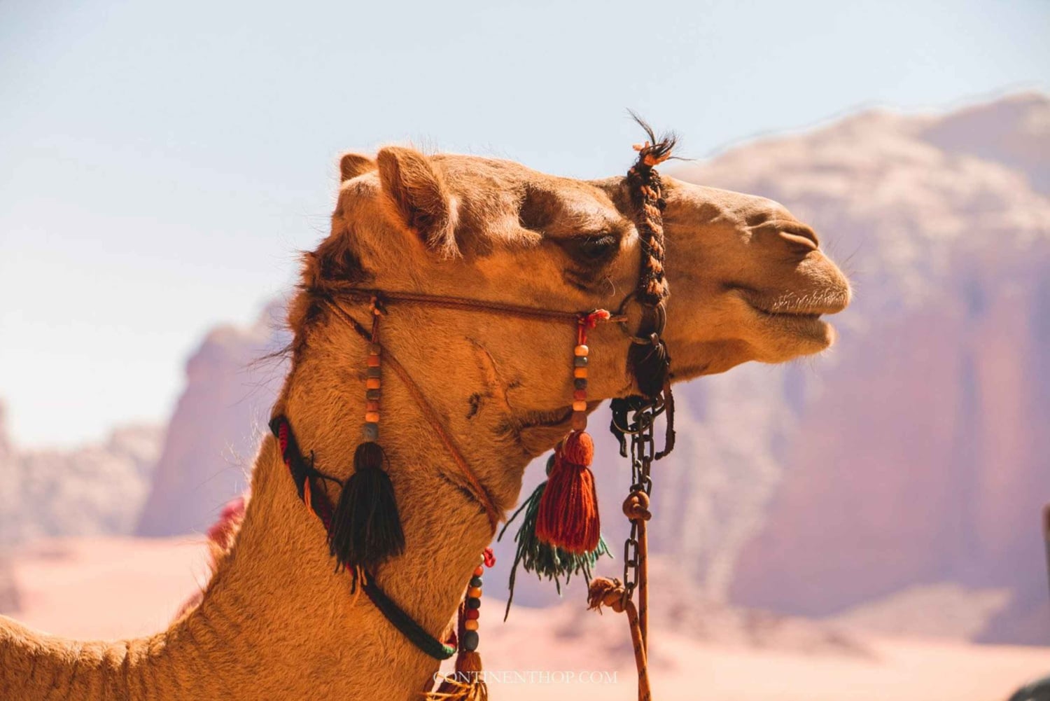 Marrakech: Private Day Trip Desert Agafay & Atlas Mountains