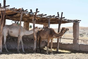 Marrakech: Privat dagstur til ørkenen Agafay og Atlasbjergene