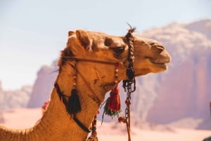 Marrakech: Private Day Trip Desert Agafay & Atlas Mountains