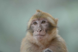 Marrakech: escursione privata alle cascate di Ouzoud e pranzo tipico