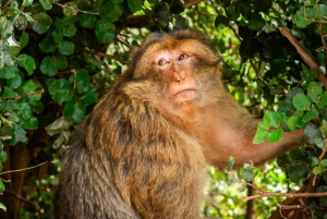 Marrakech: escursione privata alle cascate di Ouzoud e pranzo tipico