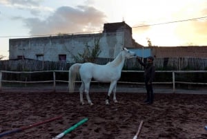 Marrakech: Tour privado a caballo por el palmeral con té