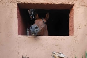 Marrakech: Private Rescue Farm Visit with Lunch + Transport